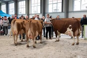  3. Simmental Cup – Kolekcie 2. miesto  Žiarec PD Tvrdošín