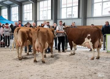  3. Simmental Cup – Kolekcie 2. miesto  Žiarec PD Tvrdošín